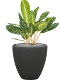 Aglaonema 'Key Lime' in Baq Polystone Plain Grond (Vulkastrat) Grond (Vulkastrat)