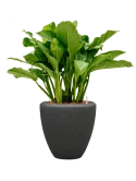 Aglaonema 'Freedman' in Baq Polystone Plain Grond (Vulkastrat) met Boomschors