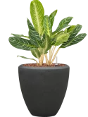 Aglaonema 'Key Lime' in Baq Polystone Plain Grond (Vulkastrat) met Boomschors Grond (Vulkastrat) met Boomschors