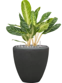 Aglaonema 'Key Lime' in Baq Polystone Plain Grond (Vulkastrat) met Ardenner Split grijs 7-14 mm Grond (Vulkastrat) met Ardenner Split grijs 7-14 mm
