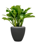 Aglaonema 'Freedman' in Baq Polystone Plain Grond (Vulkastrat) met Ardenner Split grijs 7-14 mm