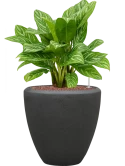 Aglaonema 'Stripes' in Baq Polystone Plain Hydrocultuur