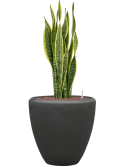 Sansevieria trifasciata 'Laurentii' in Baq Polystone Plain Hydrocultuur Hydrocultuur