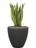 Sansevieria trifasciata 'Laurentii' in Baq Polystone Plain Hydrocultuur Hydrocultuur