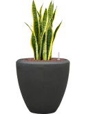 Sansevieria trifasciata 'Laurentii' in Baq Polystone Plain Hydrocultuur Hydrocultuur