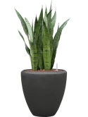 Sansevieria zeylanica in Baq Polystone Plain Hydrocultuur Hydrocultuur