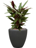 Calathea rufibarba 'Wavestar' in Baq Polystone Plain Hydrocultuur Hydrocultuur