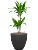 Dracaena fragrans 'Arturo' in Baq Polystone Plain Hydrocultuur