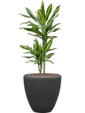 Dracaena fragrans 'Cintho' in Baq Polystone Plain Hydrocultuur