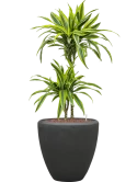 Dracaena fragrans 'Lemon Lime' in Baq Polystone Plain Hydrocultuur