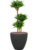 Dracaena fragrans 'Compacta' in Baq Polystone Plain Hydrocultuur