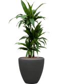 Dracaena fragrans 'Janet Craig' in Baq Polystone Plain Hydrocultuur