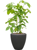 Schefflera actinophylla 'Amate' in Baq Polystone Plain Hydrocultuur