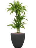 Dracaena fragrans 'Lemon Lime' in Baq Polystone Plain Hydrocultuur