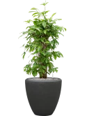 Dracaena surculosa in Baq Polystone Plain Grond (Vulkastrat)