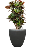 Croton (Codiaeum) variegatum 'Petra' in Baq Polystone Plain Grond (Vulkastrat)