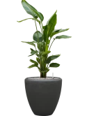 Strelitzia nicolai in Baq Polystone Plain Grond (Vulkastrat)