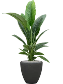 Spathiphyllum 'Sensation' in Baq Polystone Plain Grond (Vulkastrat)