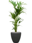 Kentia (Howea) forsteriana in Baq Polystone Plain Grond (Vulkastrat)