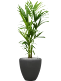 Kentia (Howea) forsteriana in Baq Polystone Plain Grond (Vulkastrat)