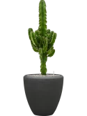 Euphorbia erytrea in Baq Polystone Plain Grond (Vulkastrat)