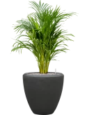 Dypsis (Areca) lutescens in Baq Polystone Plain Grond (Vulkastrat)