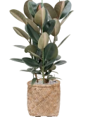 Ficus elastica 'Abidjan' in Bohemian Grond (Vulkastrat) Grond (Vulkastrat)