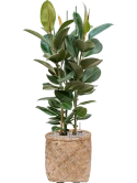 Ficus elastica 'Robusta' in Bohemian Grond (Vulkastrat) Grond (Vulkastrat)