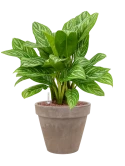 Aglaonema 'Stripes' in Terra Cotta Hydrocultuur