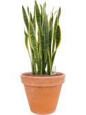 Sansevieria trifasciata 'Laurentii' in Terra Cotta Hydrocultuur Hydrocultuur