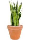 Sansevieria zeylanica in Terra Cotta Grond (Vulkastrat)