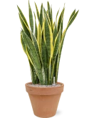 Sansevieria trifasciata 'Laurentii' in Terra Cotta Grond (Vulkastrat) Grond (Vulkastrat)