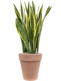Sansevieria trifasciata 'Laurentii' in Terra Cotta Grond (Vulkastrat) Grond (Vulkastrat)