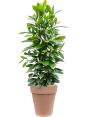 Ficus cyathistipula in Terra Cotta Grond (Vulkastrat)