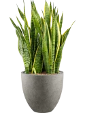 Sansevieria trifasciata 'Laurentii' in Grigio Grond (Vulkastrat) Grond (Vulkastrat)