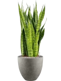 Sansevieria zeylanica in Grigio Grond (Vulkastrat)
