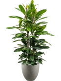 Ficus cyathistipula in Grigio Grond (Vulkastrat)