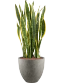 Sansevieria trifasciata 'Laurentii' in Grigio Hydrocultuur Hydrocultuur