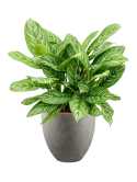 Aglaonema 'Stripes' in Grigio Hydrocultuur