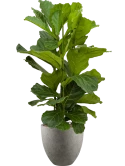 Ficus lyrata in Grigio Hydrocultuur