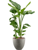 Strelitzia nicolai in Grigio Hydrocultuur
