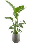 Strelitzia nicolai in Grigio Grond (Vulkastrat) Grond (Vulkastrat)