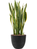 Sansevieria trifasciata 'Laurentii' in Artstone Hydrocultuur Hydrocultuur