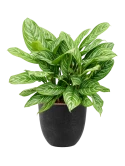 Aglaonema 'Stripes' in Artstone Hydrocultuur