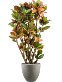 Croton (Codiaeum) variegatum 'Petra' in Grigio Grond (Vulkastrat) Grond (Vulkastrat)