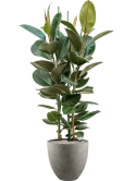 Ficus elastica 'Robusta' in Grigio Grond (Vulkastrat) Grond (Vulkastrat)