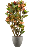 Croton (Codiaeum) variegatum 'Petra' in Grigio Grond (Vulkastrat)