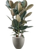 Ficus elastica 'Abidjan' in Grigio Grond (Vulkastrat)