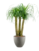 Beaucarnea recurvata in Grigio Hydrocultuur