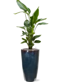 Strelitzia nicolai in Plain Grond (Vulkastrat)